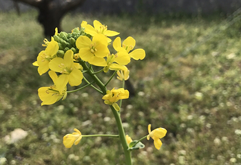 久红农业生态观光园第 8 张图片
