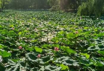 咸阳湖景区渭滨公园第 7 张图片