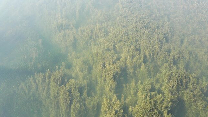 普者黑天鹅湖第 40 张图片