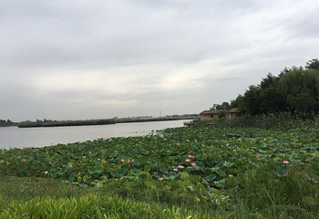 银川鸣翠湖国家湿地公园第 35 张图片