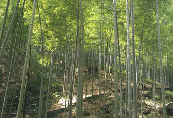 宜兴竹海风景区第 49 张图片