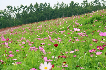 烟集花海薰衣草庄园第 25 张图片