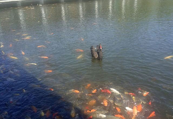 天鹅湖景区第 18 张图片