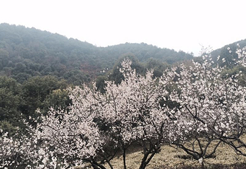 超山风景名胜区第 34 张图片