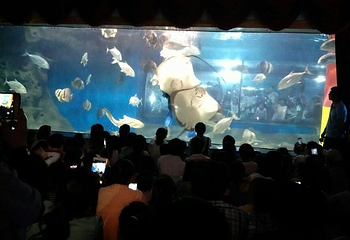 海洋大世界第 39 张图片