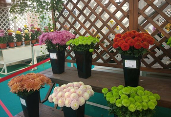 湖熟菊花园第 7 张图片