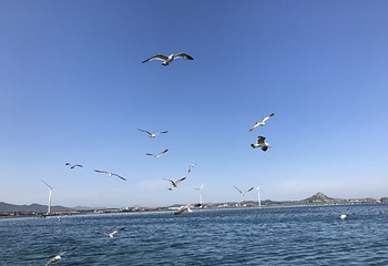 桑沟湾海洋牧场第 19 张图片