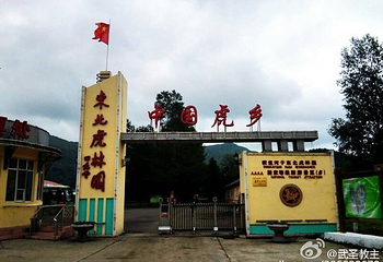 横道河子东北虎林园第 66 张图片