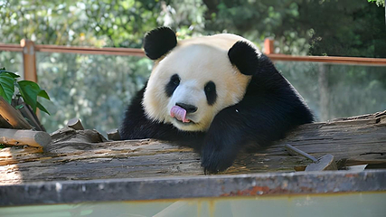 云南野生动物园第 89 张图片