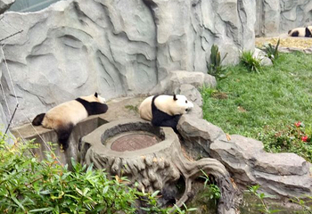 佛坪熊猫谷旅游区第 43 张图片