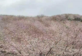 贵安樱花园第 44 张图片