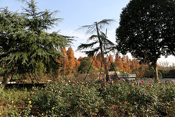 杭州花圃第 10 张图片