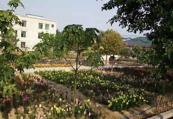 广州市世外桃源度假村第 20 张图片