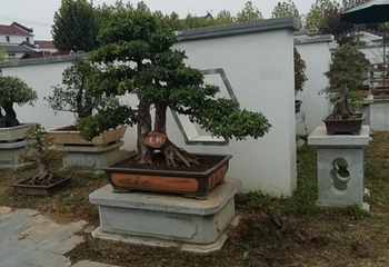 金卉庄园第 249 张图片