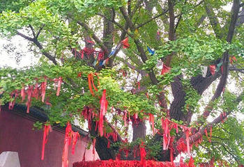黄华神苑第 7 张图片
