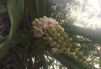 兴隆热带花园第 24 张图片