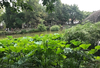 黄龙溪蝴蝶迎新主题园第 17 张图片