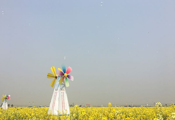 蔡甸消泗油菜花第 25 张图片