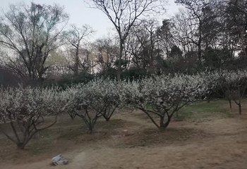 阅江楼第 73 张图片