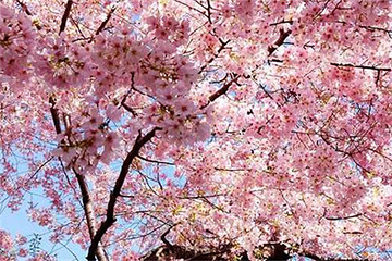 莱阳濯村樱花园第 8 张图片