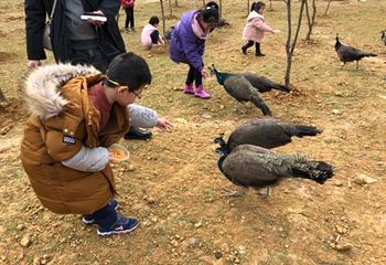 彩色森林第 21 张图片