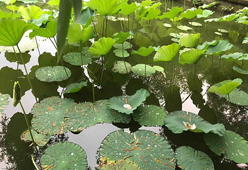 望丛祠第 17 张图片