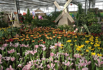 北大荒鹤城鲜花港第 17 张图片