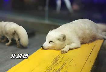 南京海底世界第 84 张图片