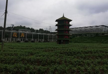 凤凰花海第 27 张图片