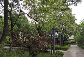 承天寺第 7 张图片