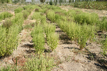 芳香植物生态观光园第 6 张图片