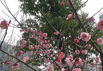 蛇山第 26 张图片