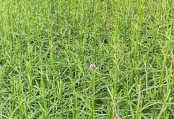 宜春花博园第 15 张图片