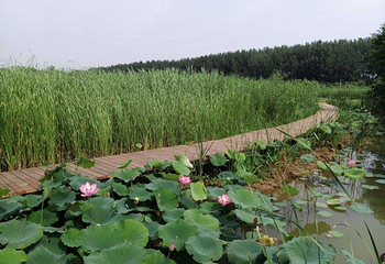 台儿庄运河国家湿地公园第 44 张图片
