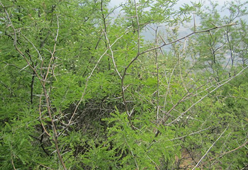 跑马岭第 26 张图片