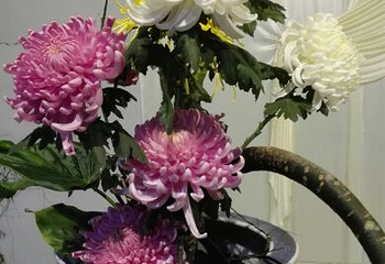 嵩明菊花展览会第 7 张图片