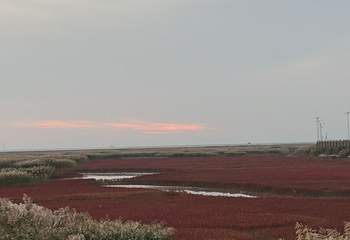 红海滩国家风景廊道第 59 张图片