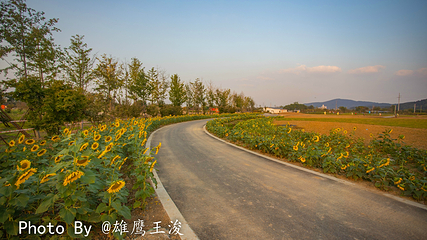 九龙湾花星球第 20 张图片