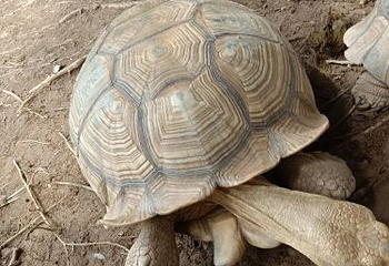 东莞植物园第 6 张图片