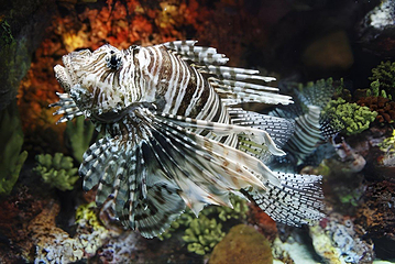 上海海洋水族馆第 11 张图片