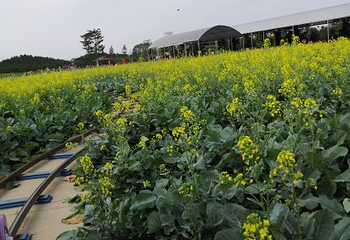 迪茵湖第 61 张图片