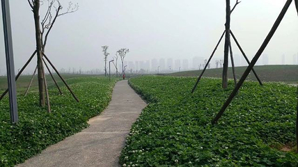 洋湖湿地公园第 11 张图片