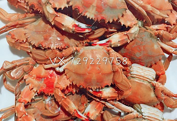 东庠岛第 12 张图片