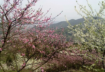 统景印盒李花生态旅游区第 9 张图片
