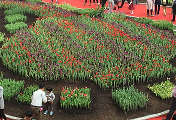 陈村花卉世界第 46 张图片