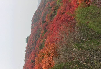 竹林长寿山第 28 张图片