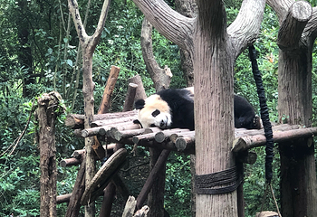 成都大熊猫繁育研究基地第 805 张图片