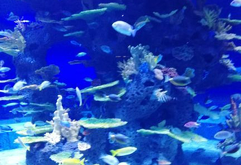 赣州极地海洋世界第 57 张图片