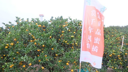 中国柑橘博览园第 25 张图片