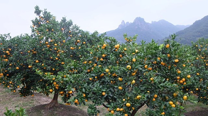 中国柑橘博览园第 21 张图片